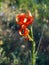 Lillium chalcidonicum, wild lillium on Olympus Mountain