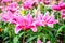 Lillium Oriental Rose Lily Belonica
