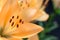 Lilly flower closeup with yellow petals, stamens and pistil in the field of sharpness