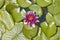 Lilly pads and lotus flowers at The Gardens and Villa Ephrussi de Rothschild, Saint-Jean-Cap-Ferrat, France