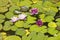 Lilly pads and lotus flowers at The Gardens and Villa Ephrussi de Rothschild, Saint-Jean-Cap-Ferrat, France