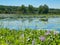 Lilly Pads and Purple Flowers in Lake with Blue Sky