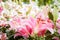 Lilly pink flowers in the nature garden romance nature flowers b