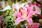 Lilly pink flowers in the nature garden romance nature flowers b