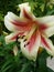 Lilly star gate summer flower