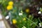 Lilly of the valley with a shallow depth of field