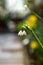 Lilly of the valley with a shallow depth of field