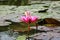 Lilly water Flowers at Suoi Yen chua Huong