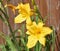 Lilly, yellow petals, perennials, multiple heads