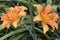 Lily, apricot handsome flowers, shaped like Lily flowers-funnel-shaped, with a small tube, collected in a sprawling inflorescence