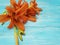 Lily beautiful orange season holiday bouquet gorgeous a blue wooden background vintage