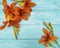 Lily beautiful orange season holiday gorgeous a blue wooden background vintage