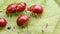 Lily beetles