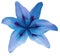 Lily blue flower isolated with clipping path, on a white background. beautiful lily for design. Closeup.