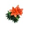 Lily bright orange flower isolated cutout object top view, houseplant