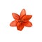 Lily bright orange flower isolated cutout object top view, houseplant