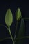 Lily bud, Madonna lily, Lilium candidum