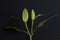 Lily bud, Madonna lily, Lilium candidum