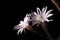 Lily cactus, Echinopsis flower on black background