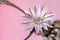 Lily cactus, Echinopsis flower on pink background
