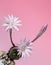 Lily cactus, flower on pink background