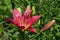 Lily cherry color and large buds. Floriculture.