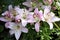 Lily close-up. Flowers of varietal pink lily during the flowering period. Beautiful flowering garden shrubs blooming in summer