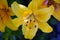 Lily close-up. Flowers of a varietal yellow lily during the flowering period. Beautiful flowering garden shrubs blooming in summer