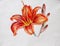 Lily colorful orange flower on white background, handmade, handmade