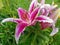 The lily, commonly known as the oriental lily.