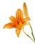 Lily or daylily isolated