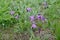 Lily dwarf wild irises Iris pumila L.. Kalmykia