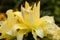 Lily Exotic Sun double yellow flowers - OT-Hybrid