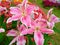 Lily field, beautiful pink lilà¸±y