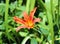 Lily flower, beautiful orange flower in summer