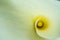 Lily flower on black background with yellow stamens calla macro