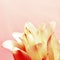 Lily flower, close up petals of peony lily on pink with daylight. Natural floral background. Macro photography