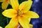 Lily flower close up. Varietal yellow lily during flowering. Beautiful flowering garden shrubs blooming in summer