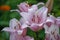 Lily flower in the garden. Shallow depth of field. Close-up