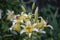 Lily flower in the garden. Shallow depth of field. Close-up