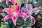 Lily flower and green leaf background in garden at sunny summer or spring day for beauty decoration. Lily Lilium hybrids