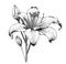 Lily flower hand drawn sketch Vector illustration Flowers