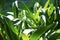 Lily flower leaf on sunny flowerbed. Summer garden macro photo. Green leaf abstract background.