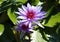 Lily flower loto purple flor de loto beautful colors