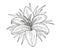 Lily flower monochrome vector illustration. Beautiful tiger lilly isolated on white background. Element for design