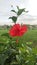 Lily flower is one of the wild flowers that we often encounter on the side of the road or rice fields.