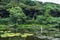 Lily flower pond of umi jigoku beppu