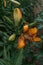 Lily flower with rain drops. Desktop wallpaper. raindrops. lily. Close-up of a lily flower with raindrops on the