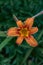 Lily flower with rain drops. Desktop wallpaper. raindrops. lily. Close-up of a lily flower with raindrops on the