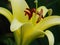 Lily, a flower of a yellow lily. Photograph of a large yellow lily flower